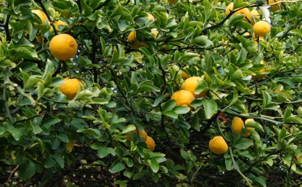 citronecnik