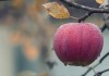 jablko_zahrada_podzim